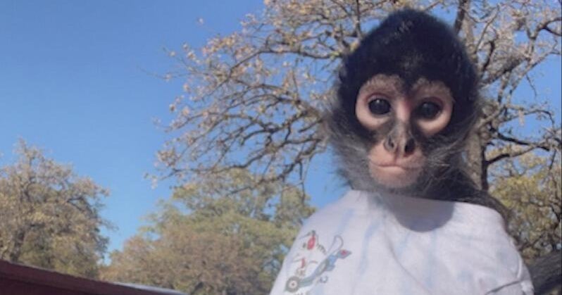 North Texas police sergeant says spider monkey bit him; quarantine becomes challenging for owners