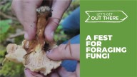 Stevenson Mushroom Festival returns in Columbia Gorge this weekend