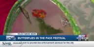 Butterflies in the Pass celebrating nature's colorful travelers