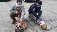 El robo de mascotas "por encargo" gana terreno a nivel nacional, según experto en seguridad, Eduardo Labarca