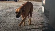 Georgia Woman Shocked When Hungry Mama Dog Asks Her To Save A House Full Of Puppies