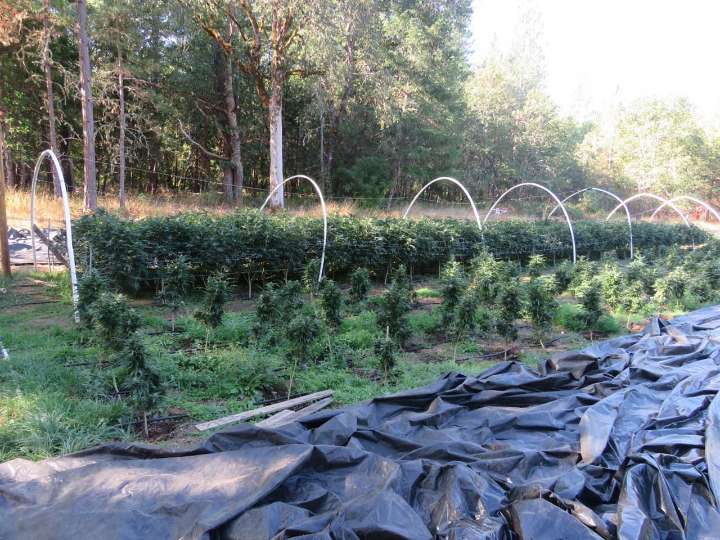 Josephine County Authorities Seize 600 Pounds of Marijuana and Destroy 840 Plants in Cave Junction Raid