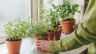 The DIY Garden Trick To Grow More Herbs In Less Space