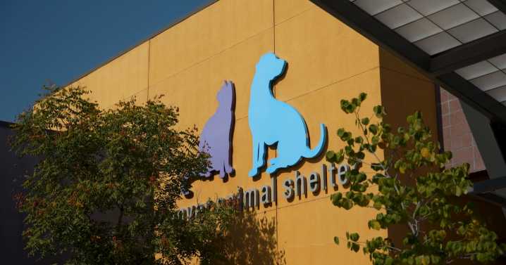 DDPHE proposes $217,000 in cuts to Denver Animal Protection amid city's budget shortfall