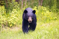 90-Year-Old Had Run-in with Bear Inside Dollar General, Kept Shopping