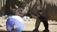 Lincoln Park Zoo to welcome newborn endangered rhino next year