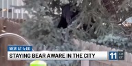 ‘The bear was right on my fence’: A woman in East Colorado Springs describes the moment she found a bear in her backyard
