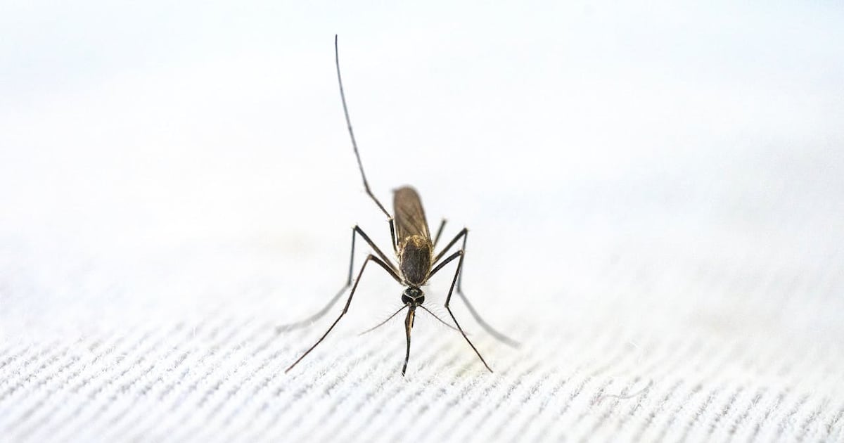 Unidad de Control de Vectores orienta a población sobre dengue