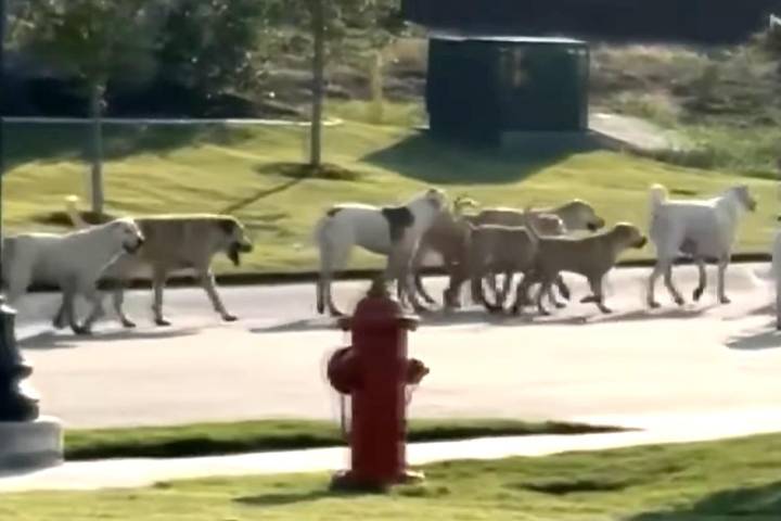 A Roaming Pack of 40 Wild Dogs Alarms Residents in North Texas Community