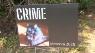 Somerville MA cat mayor elected: Minerva wins race