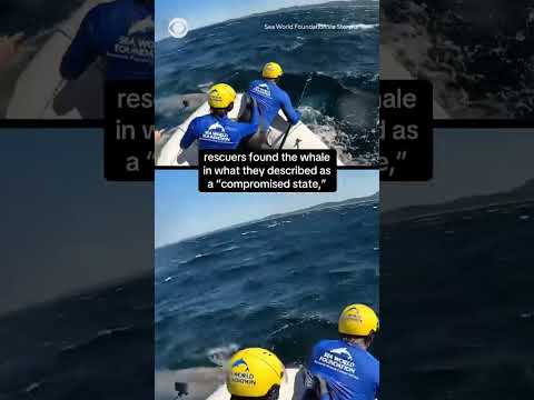 Humpback whale covered in sea lice rescued #shorts