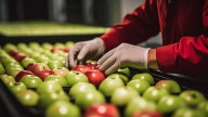 El sector agroalimentario renace tras la sequía de 2023 y representa el 2,7% de la economía española en el primer semestre