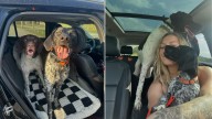 Vermont Woman Uncovers Her Dog’s Quirky Talent That Delights The Internet