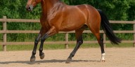 ¿Cómo prevenir la encefalomielitis equina?