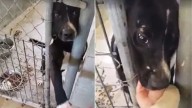 Lonely Alabama Shelter Dog Wants To Hold Hands With Strangers, Dreaming Of A Home