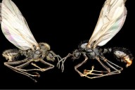 Ant Queens Birth Hybrid Offspring Using Another Species' Sperm