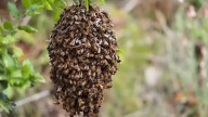 Ataques de abejas deja una persona fallecida y varios lesionados