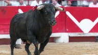 Corte Constitucional ratifica prohibición de corridas de toros y prácticas violentas con animales