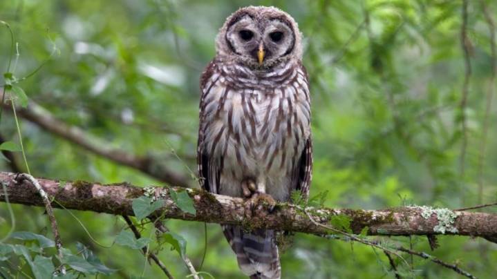 Dive-bombing owls in Seattle park prompt safety alert