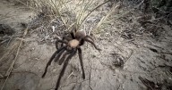 Male tarantulas are moving and wooing their way across Colorado