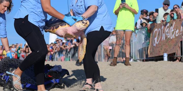 After three years, Westie returns back to sea