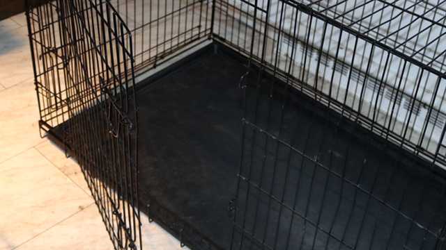 Eight dogs found dead on Anderson County property