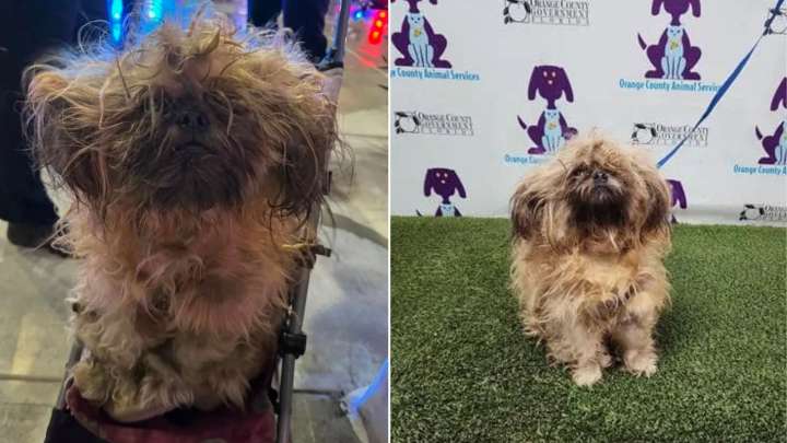 Florida Pup Rescued From Neglect Melts Hearts When His True Face Finally Appears