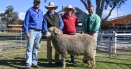 Woodpark Poll Merino rams sale results