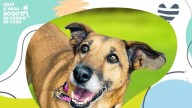 ¿Desea asistir a la jornada de adopción de perros y gatos en Theatrón? Esto es todo lo que debe saber