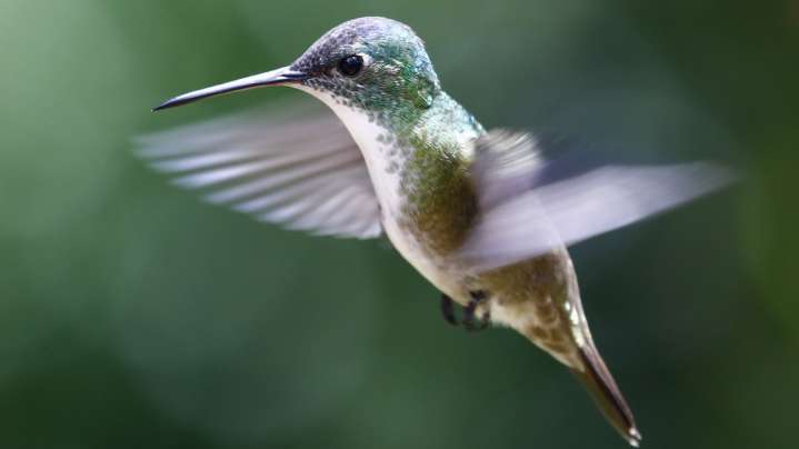 Attracting Hummingbirds To Your Yard Is Easy When You Plant This Colorful Flower