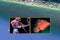 Prohíben la pesca ante otro puerto de Yucatán: quinto santuario pesquero