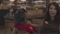 Dog rescued during Hurricane Helene becomes store greeter in Greensboro