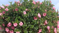 Ni violetas ni claveles: la planta con flores que transforma tu jardín