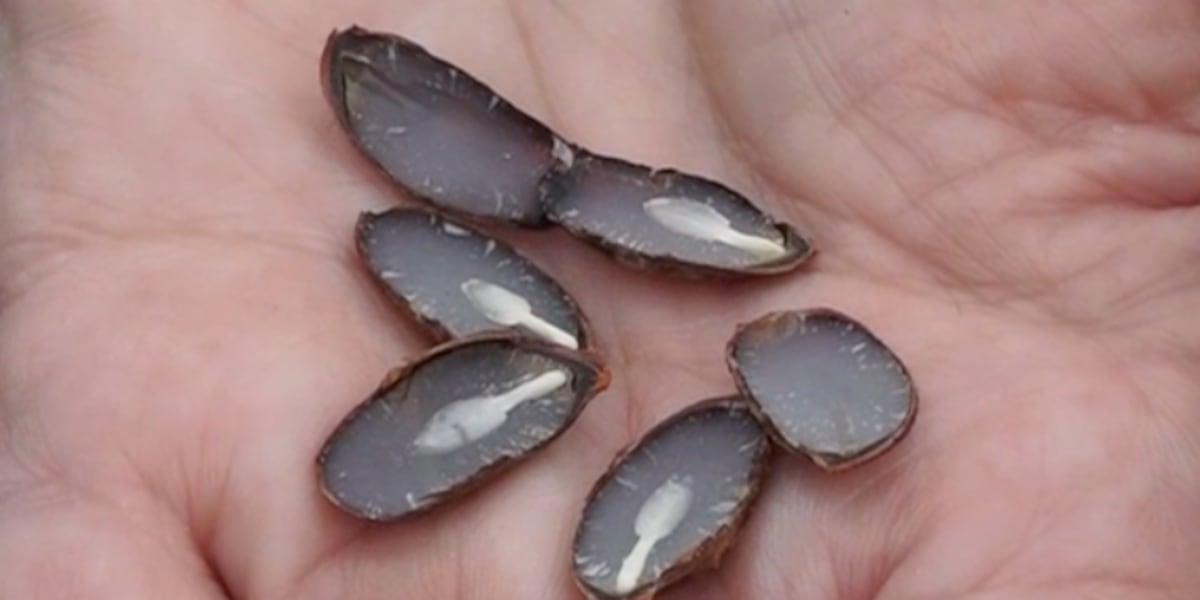 What do persimmon seeds in the Ozarks predict about winter