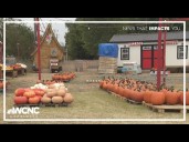Pumpkin patch, Christmas tree spot faces uncertain future in Steele Creek amid rezoning