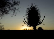 Warrick County Residents Warned About New Invasive Species