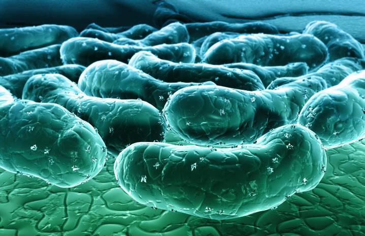 The Microbiome’s Role In Metabolism, Brain Health, And Aging