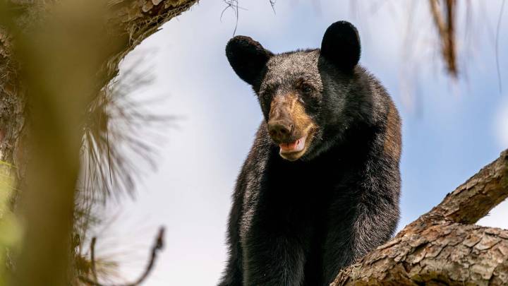 To Save Bears From Florida Hunts, Activists Are Buying Up Bear Tags