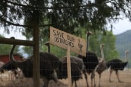 B.C. ostrich farm seeks new stay of cull order and says CFIA mobilizing 'imminently'