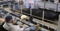 Cattle prices have reached a record high this year