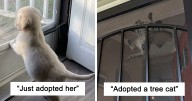 46 Of The Most Wholesome Rescue Pet Photos