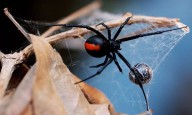 Entérese de la macabra historia del "ermitaño de Dortmund": Devorado por su zoológico casero 21 de septiembre de 2025 | Internacional El domicilio estaba infestado por cientos de reptiles e insectos, 
