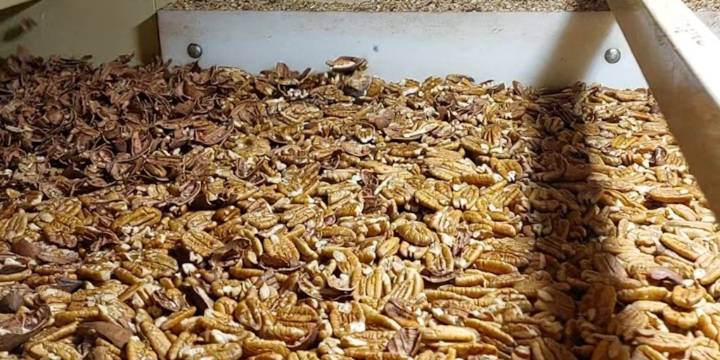 La reina del Delta: la nuez pecán entrerriana conquista el mundo