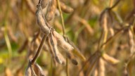 Soybean farmers struggle while trade war continues between US and China