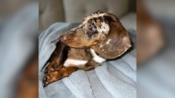 Florida Dachshund Puppy Stashes His Treats In A Spot So Obvious You Won’t Believe It