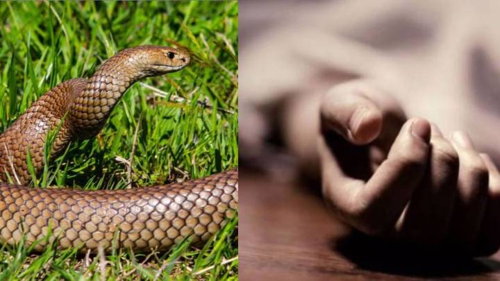 Tragic Death: Four-Year-Old Girl Dies After Snake Bite, Family Alleges Delayed Medical Care