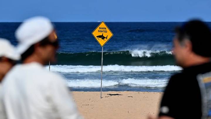 Surfista murió devorado por un tiburón en reconocida playa: ¿cómo fue el ataque?