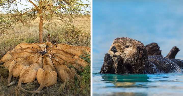 40 Breathtaking Wildlife Photos That Bring You Face-To-Face With Nature By Daniel Rosengren