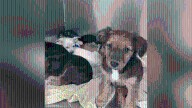 18 dogs rescued from Coachella home during Riverside County operation
