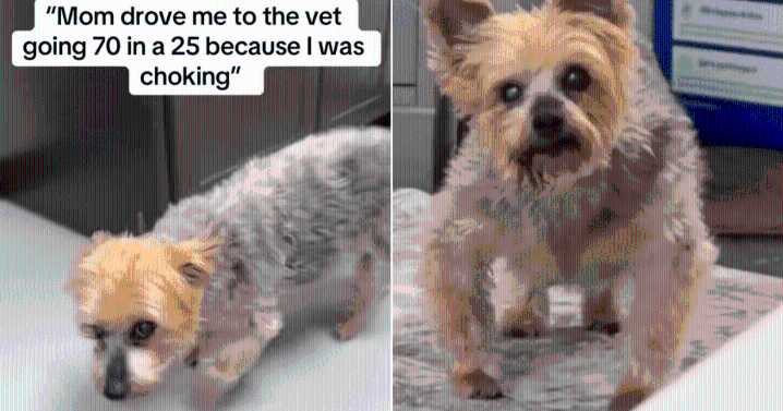 Senior Dog Survives Choking Scare, Then Stuns Owner with Demand for Food
